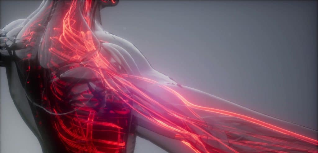 Human anatomical rendering