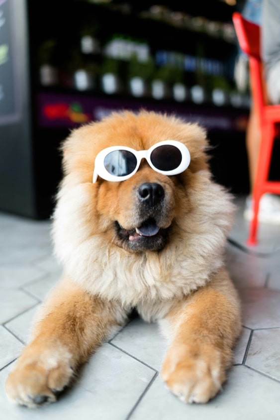 Dog wearing sunglasses laying on a tile floor
